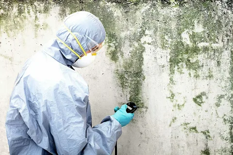 mould experts Sydney